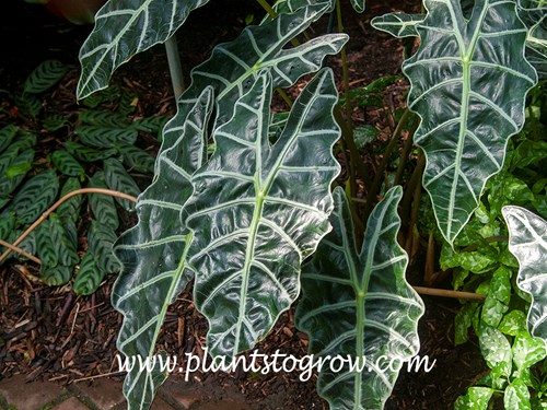 Amazonian Elephant Ear (Alocasia amazonica)
The dark green glossy leaves with greenish veins and edges are the  best features of this plant.